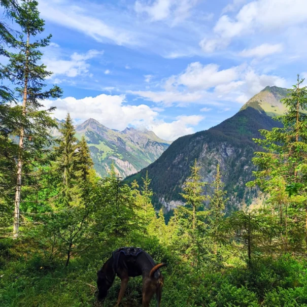 Atemberaubende Aussicht von Isenfluh auf die Berge der Jungfrau Region