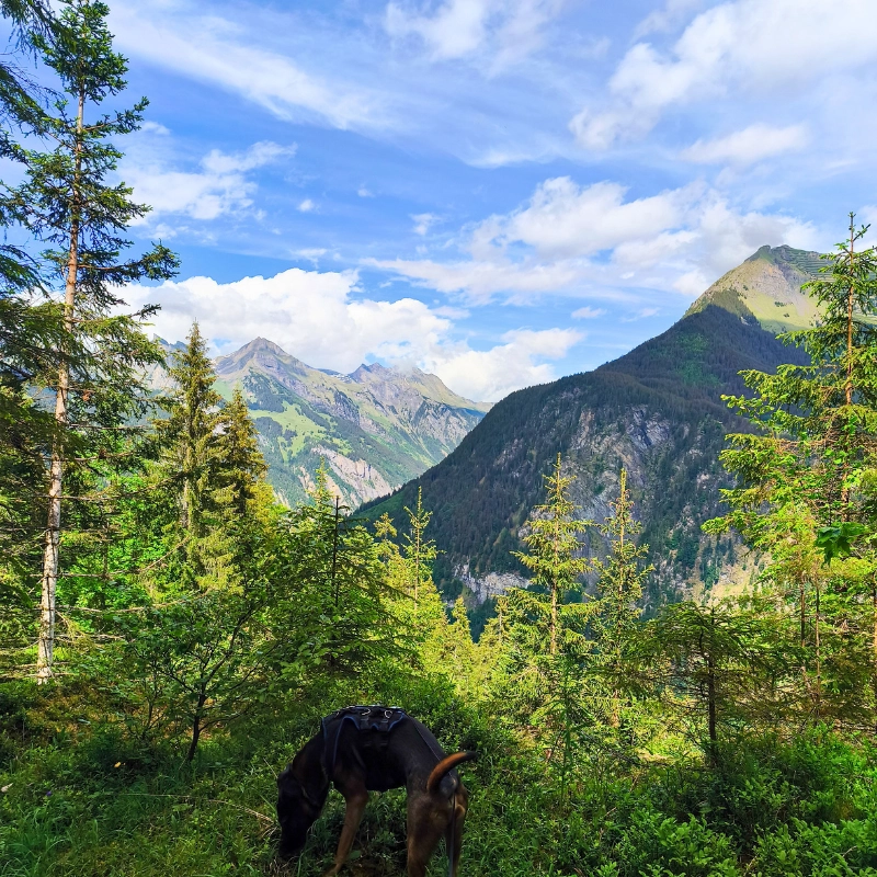 Atemberaubende Aussicht von Isenfluh auf die Berge der Jungfrau Region