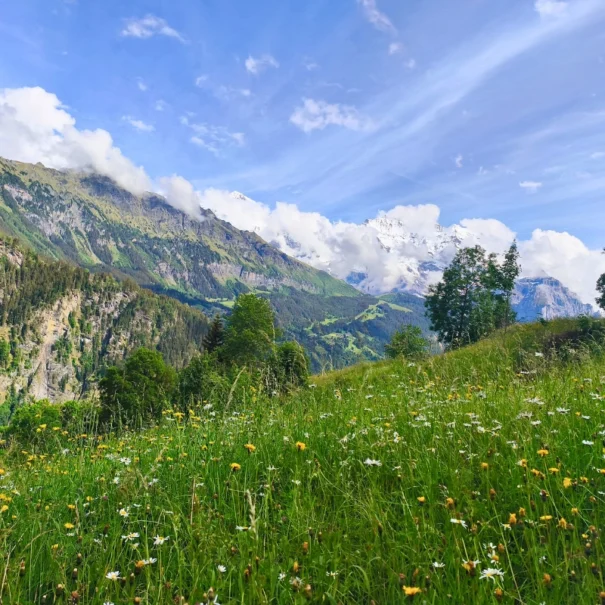 Blühende Bergwiese oberhalb Isenfluh mit Aussicht auf die Jungfrau Berge im Berner Oberland.